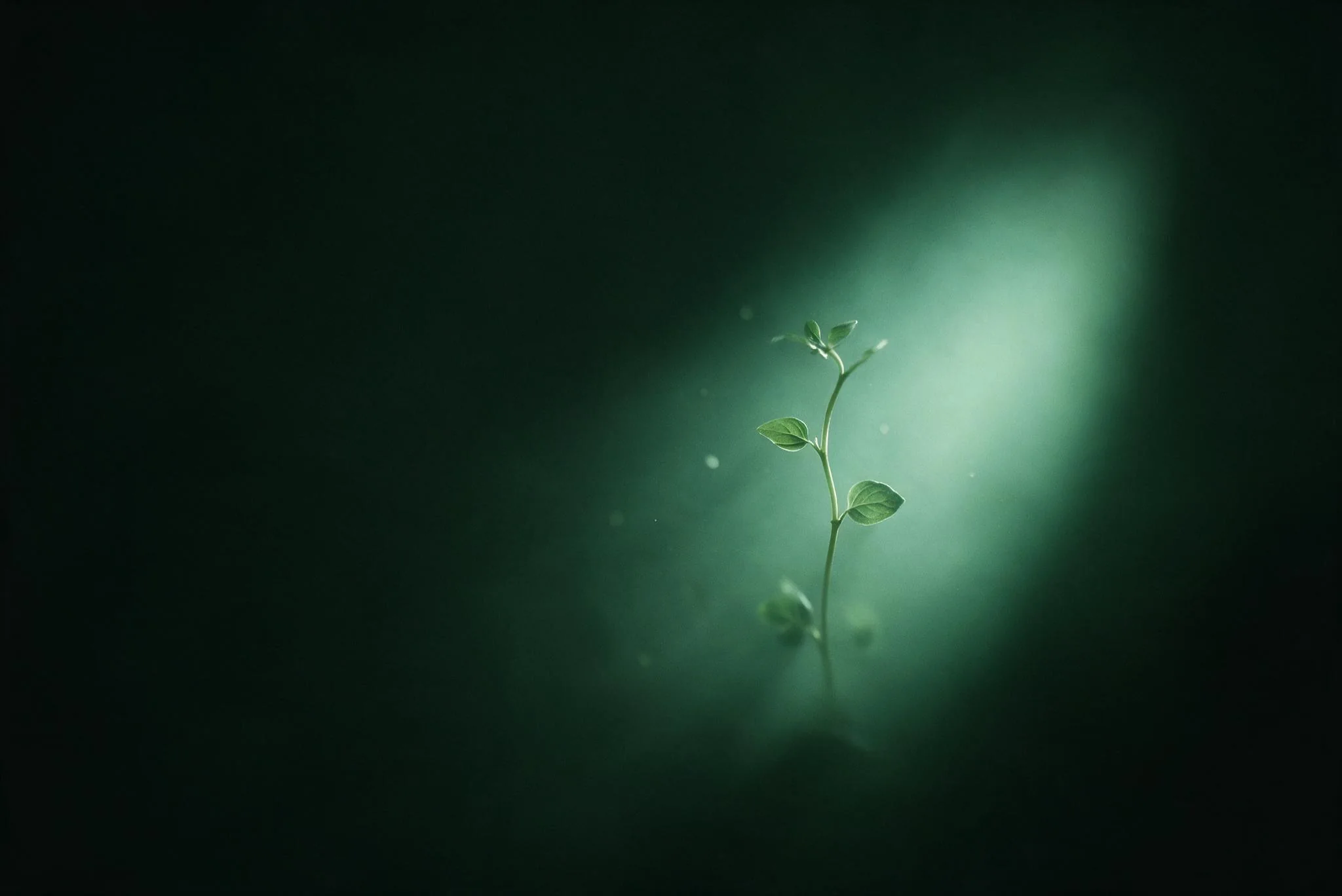 A seedling catching a soft mint light in forest black, Ennature Biopharma