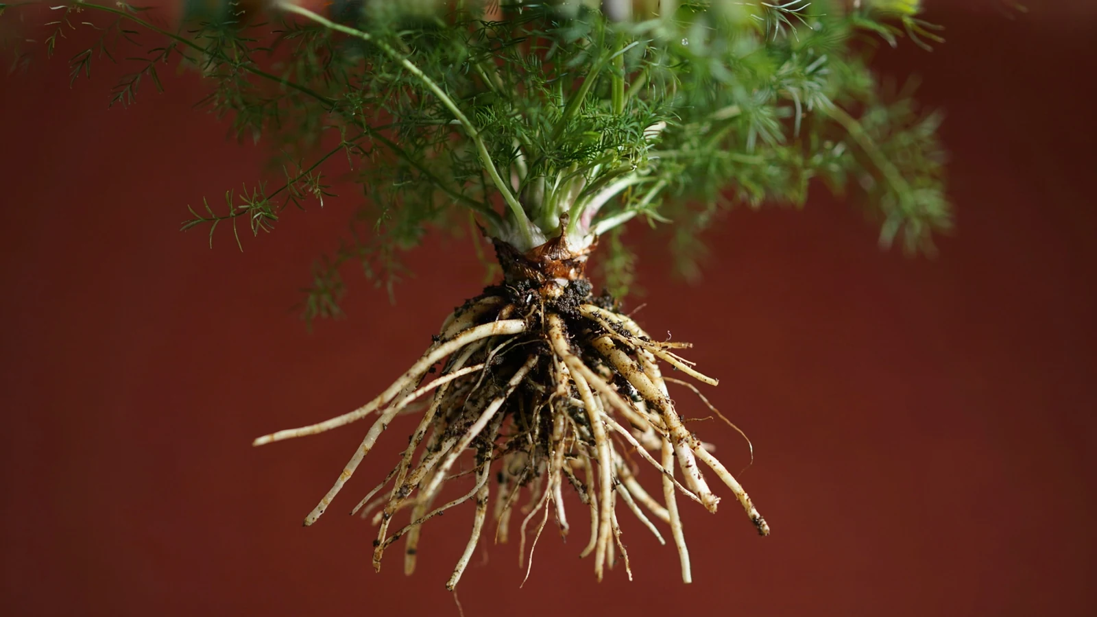 Shatavari root