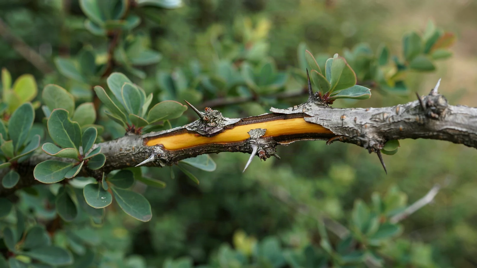 A barberry stem cut to its yellow wood