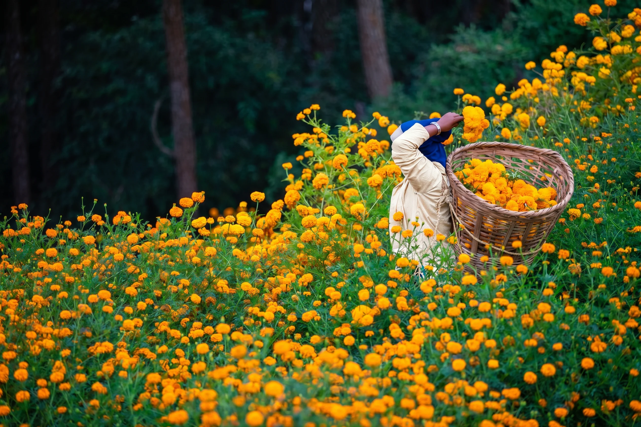 A picker in a marigold field, filling a basket with blooms